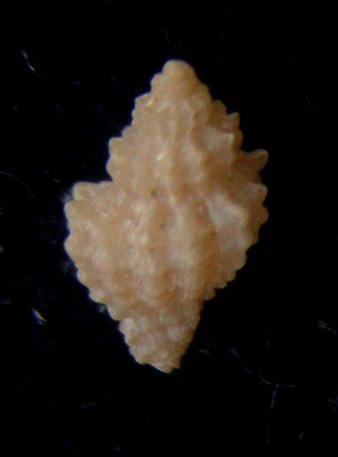 muricopsis di scilla